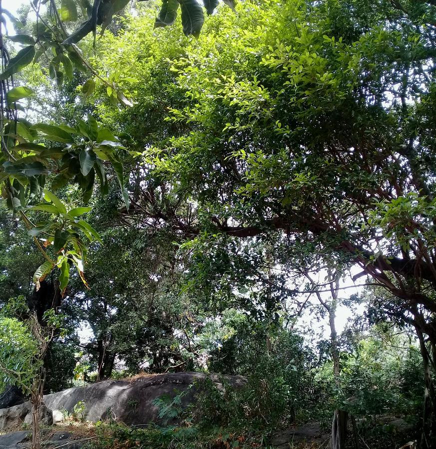 Dambulla Sun Vsh Holiday Bagian luar foto